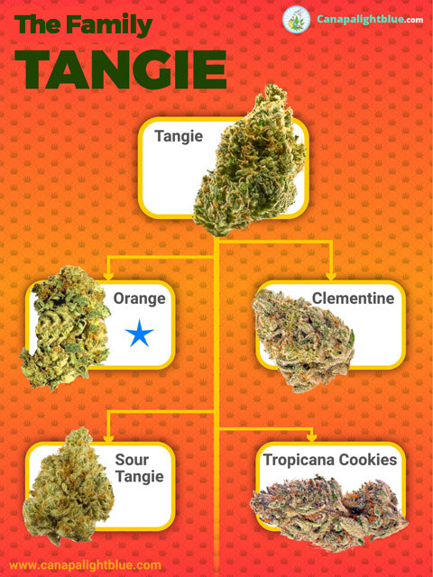 legal cannabis strains tangie family