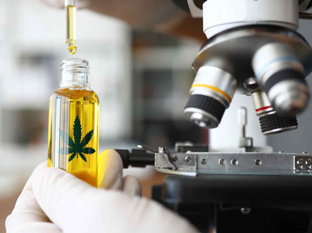 ricerca medica effetto entourage cannabis