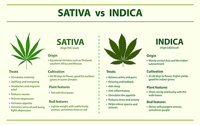 Differences Sativa indica infographic