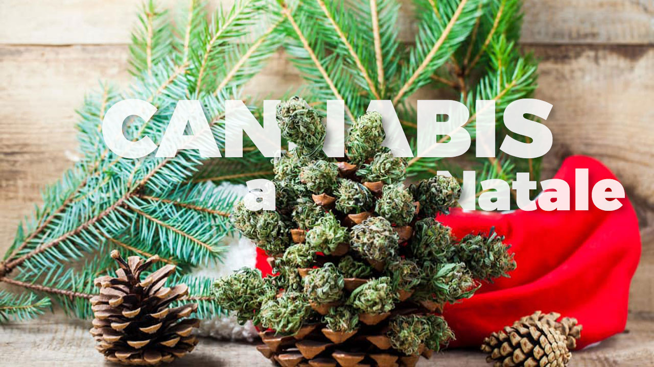 cannabis tradition christmas cbd hemp light