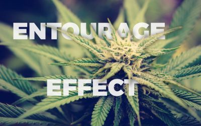 Entourage effect of cannabis: does it actually work?