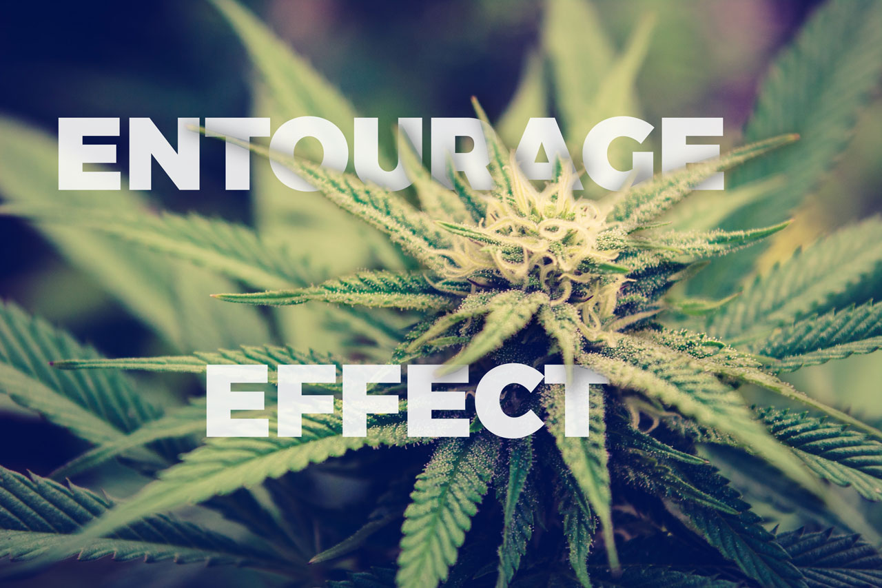 Entourage effect cannabis