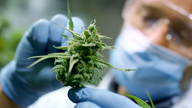 Un investigador comprueba cogollos de cannabis ligeros con THCP y CBD