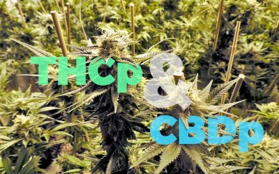 THCP e CBDP: due nuovi cannabinoidi identificati dalla ricerca Italiana