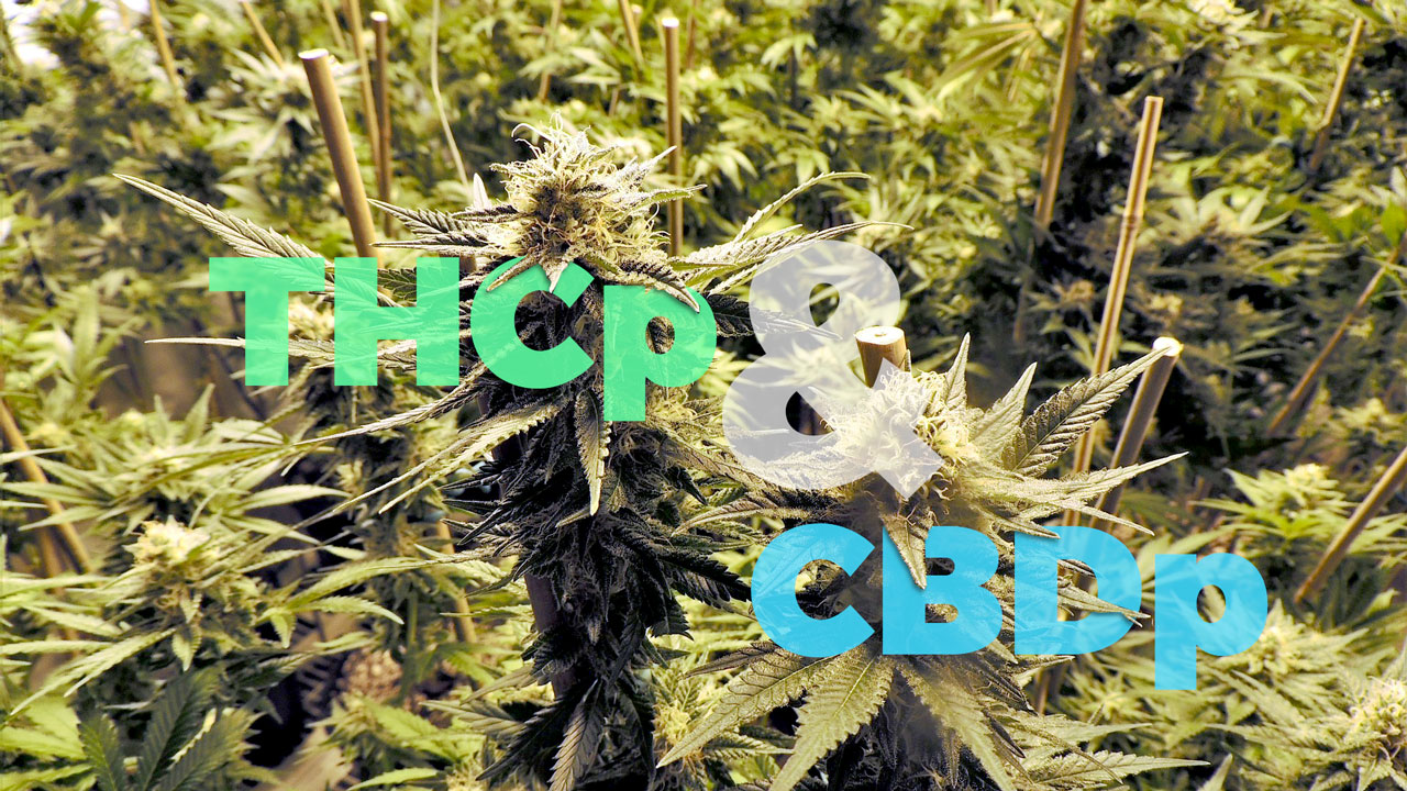 thcp cbdp cannabinoidi cannabis legale