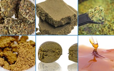 Oil, Hashish, or legal cannabis buds. Which is the most powerful?