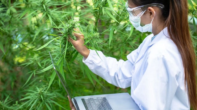 ricercatrice analizza piante di cannabis medica con cbd