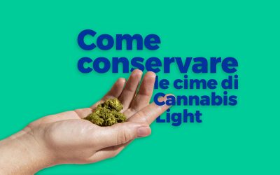 Come conservare le tue cime di Cannabis light