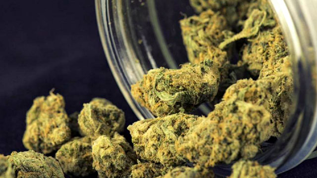 Conserver les bourgeons de cannabis légers