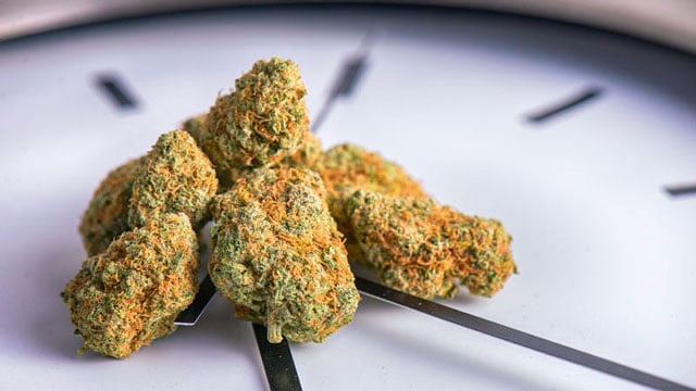 Combien de temps sécher les bourgeons de cannabis légers