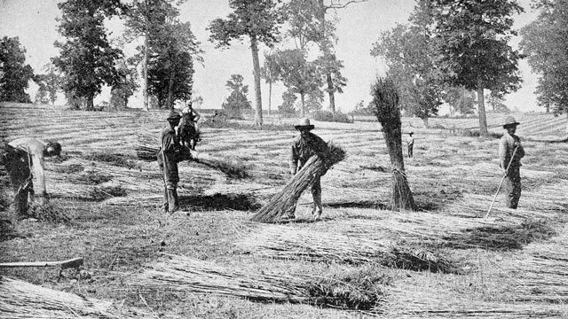 Cannabisernte in Kentucky 1885