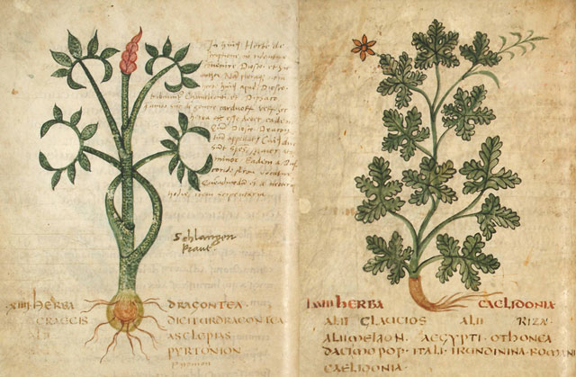 Herbier anglo-saxon