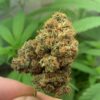 Gorilla Glue CBD - Innenbereich – Bild 2