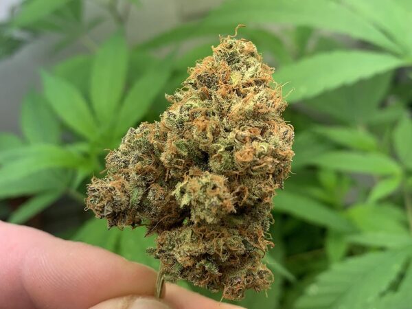 Gorilla Glue CBD - Intérieur – Image 2