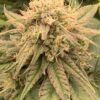 Gorilla Glue CBD - Innenbereich – Bild 5