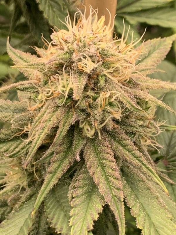 Gorilla Glue CBD - Intérieur – Image 5