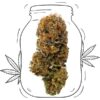 Gorilla Glue CBD - Innenbereich