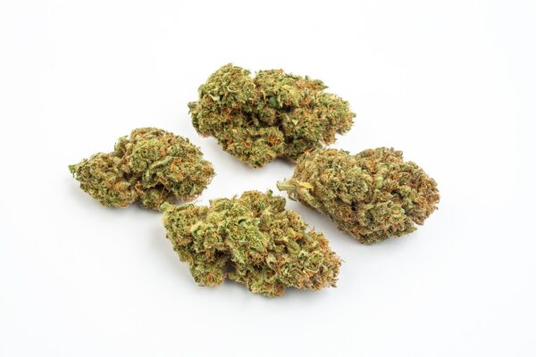 BubbleGum CBD Interior - Imagen 3