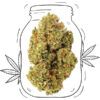 BubbleGum CBD Indoor