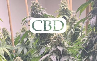 The World of CBD: Let’s Explore It Together!