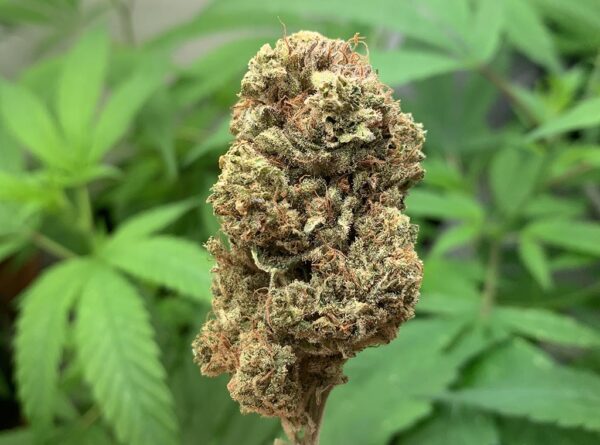 Kush CBD Indoor - immagine 4
