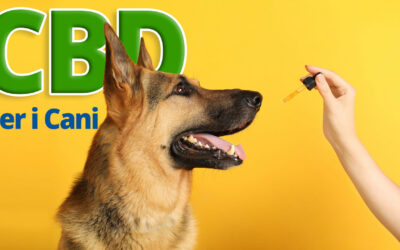 CBD Antidolorifico per Cani: Guida Completa