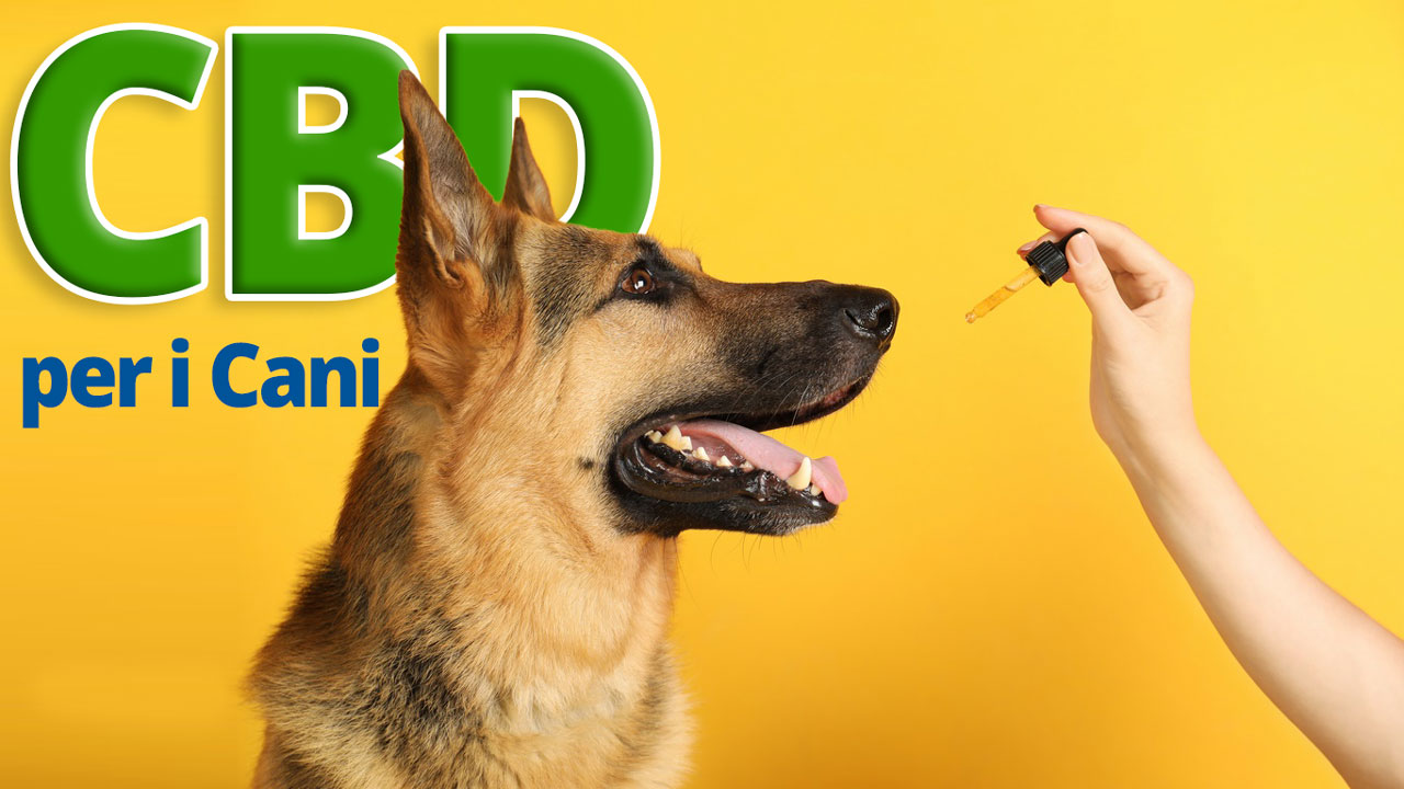 CBD come antidolorifico per cani