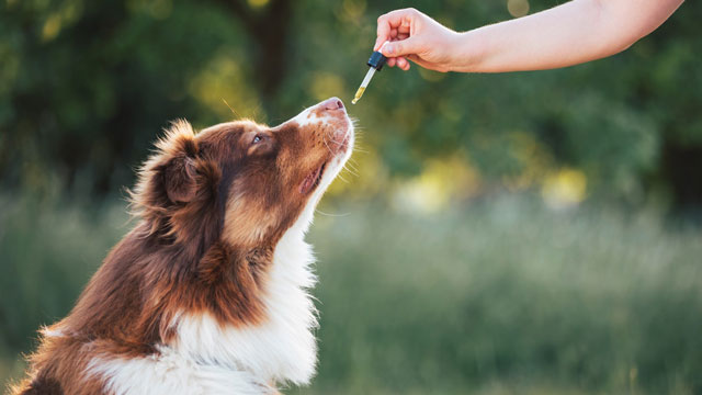 Hund nimmt CBD-Öl gegen Schmerzen ein