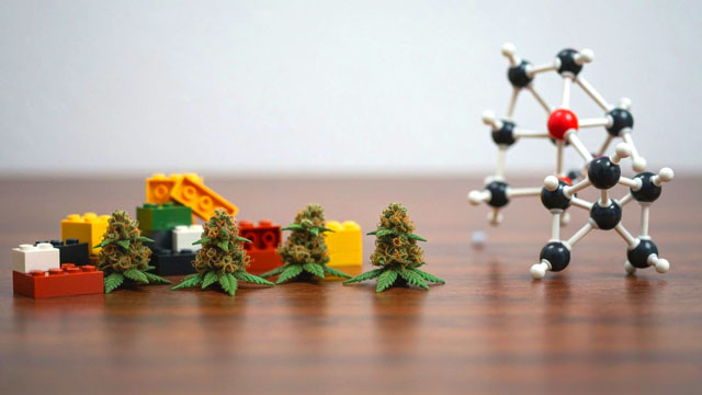 il cumino come mattoncini lego per costruire il cbd