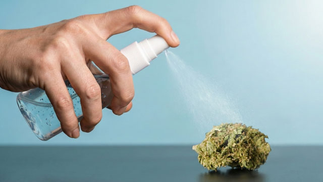 Canapa spruzzata con MDMB-PINACA